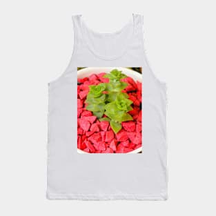 Green succulent in white pot with red stones. Tank Top